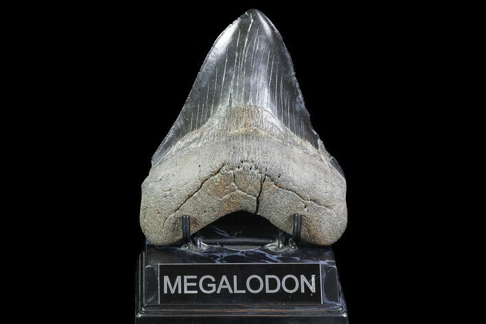 Fossil Megalodon Tooth - Georgia #84142